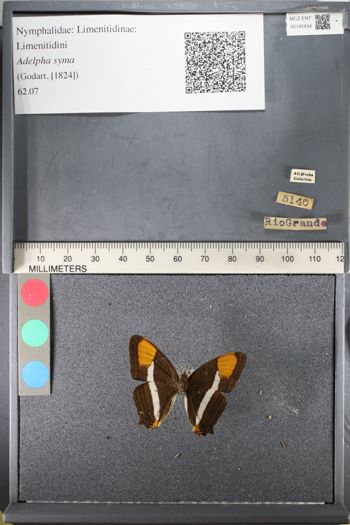 Media type: image;   Entomology 145434